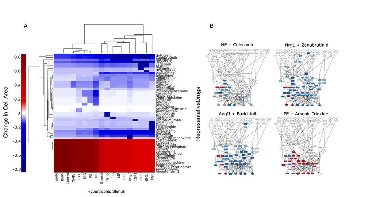 Graphical representation of biological modeling 