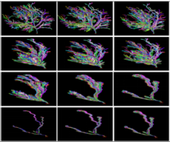  Classification and elastic morphing between neuronal arbors using path-wise similarity